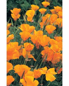 Orange Flowers Church Bulletin 602 (pkg of 100)