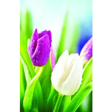 Adventist Book Center Online - Adventist Books, Music and Media