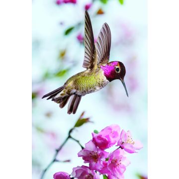 Adventist Book Center Online - Adventist Books, Music and Media