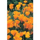 Orange Flowers Church Bulletin 602 (pkg of 100)